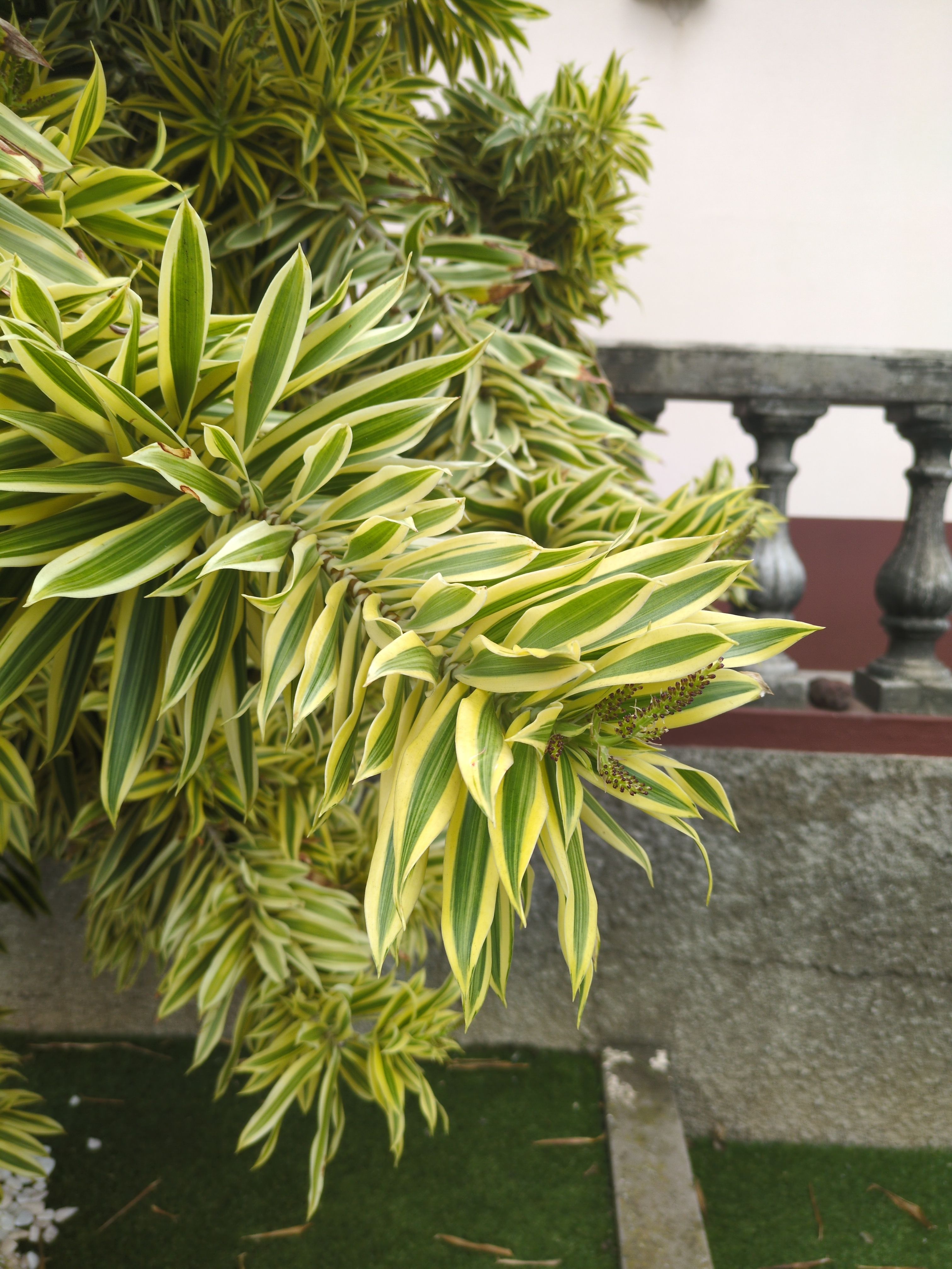 Dracaena reflexa (Drachenbaum)