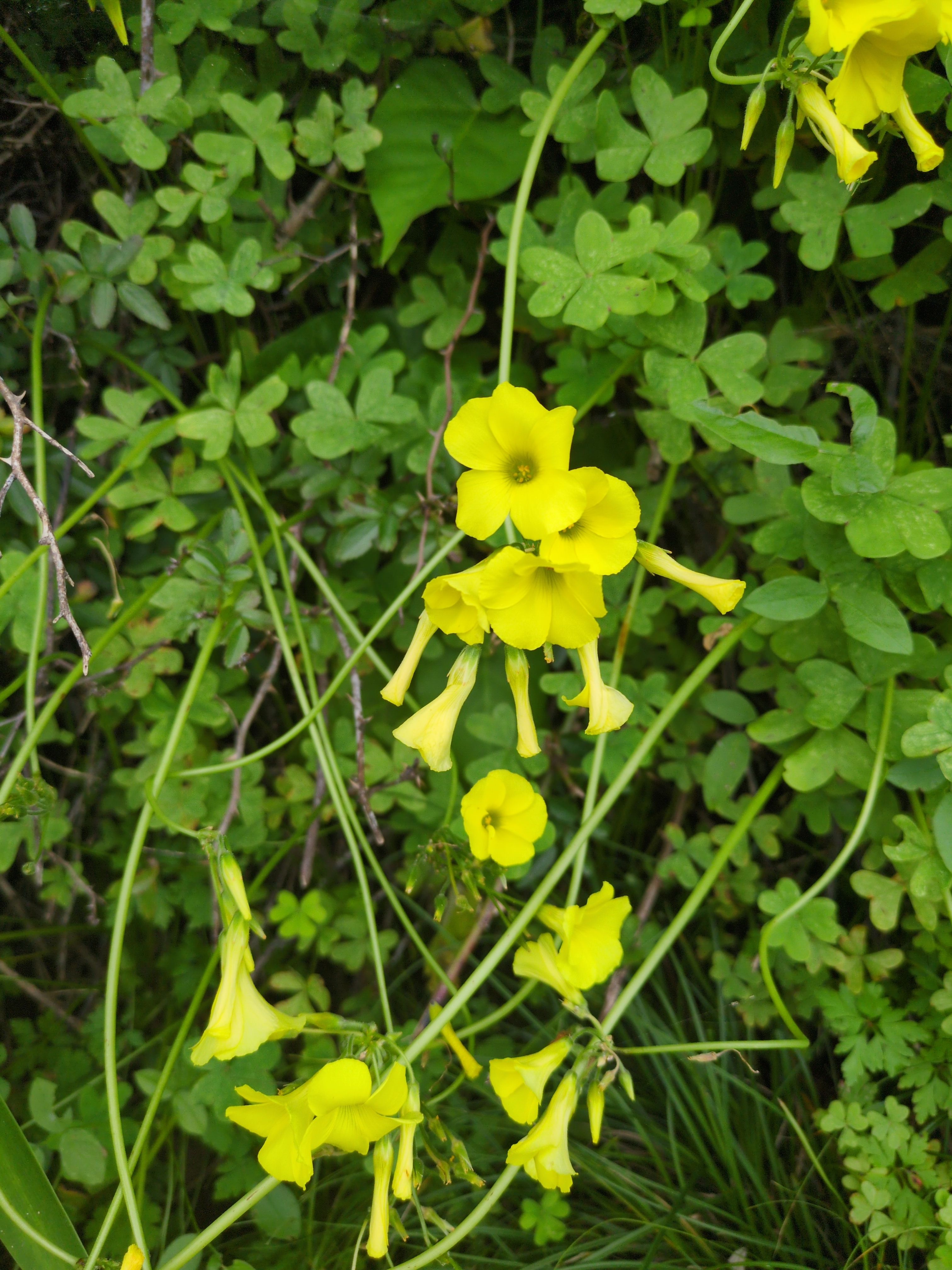 Oxalis pes-caprae (Nickender Sauerklee)