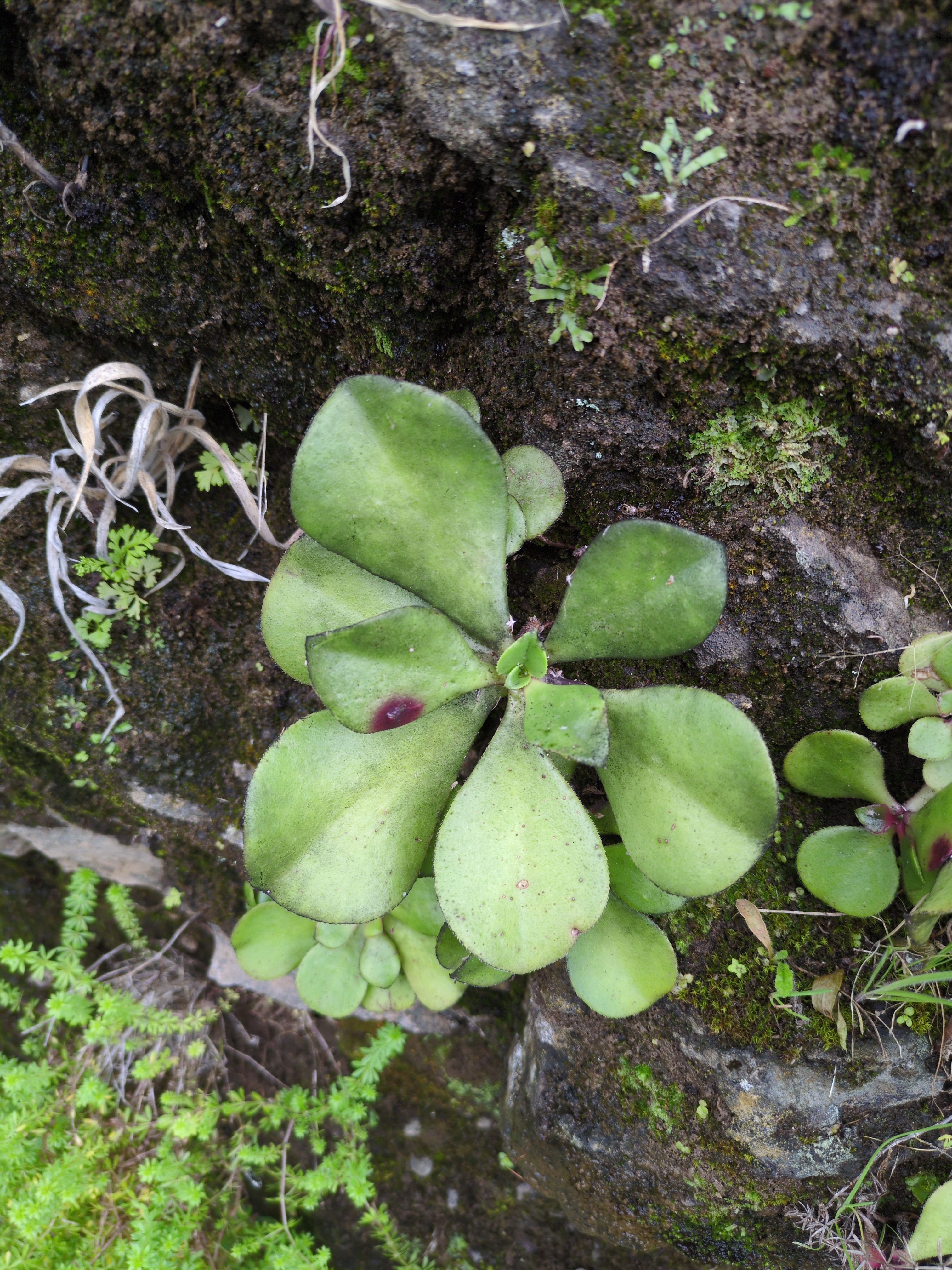 Aeonium canariense (Kanaren-Aeonium)
