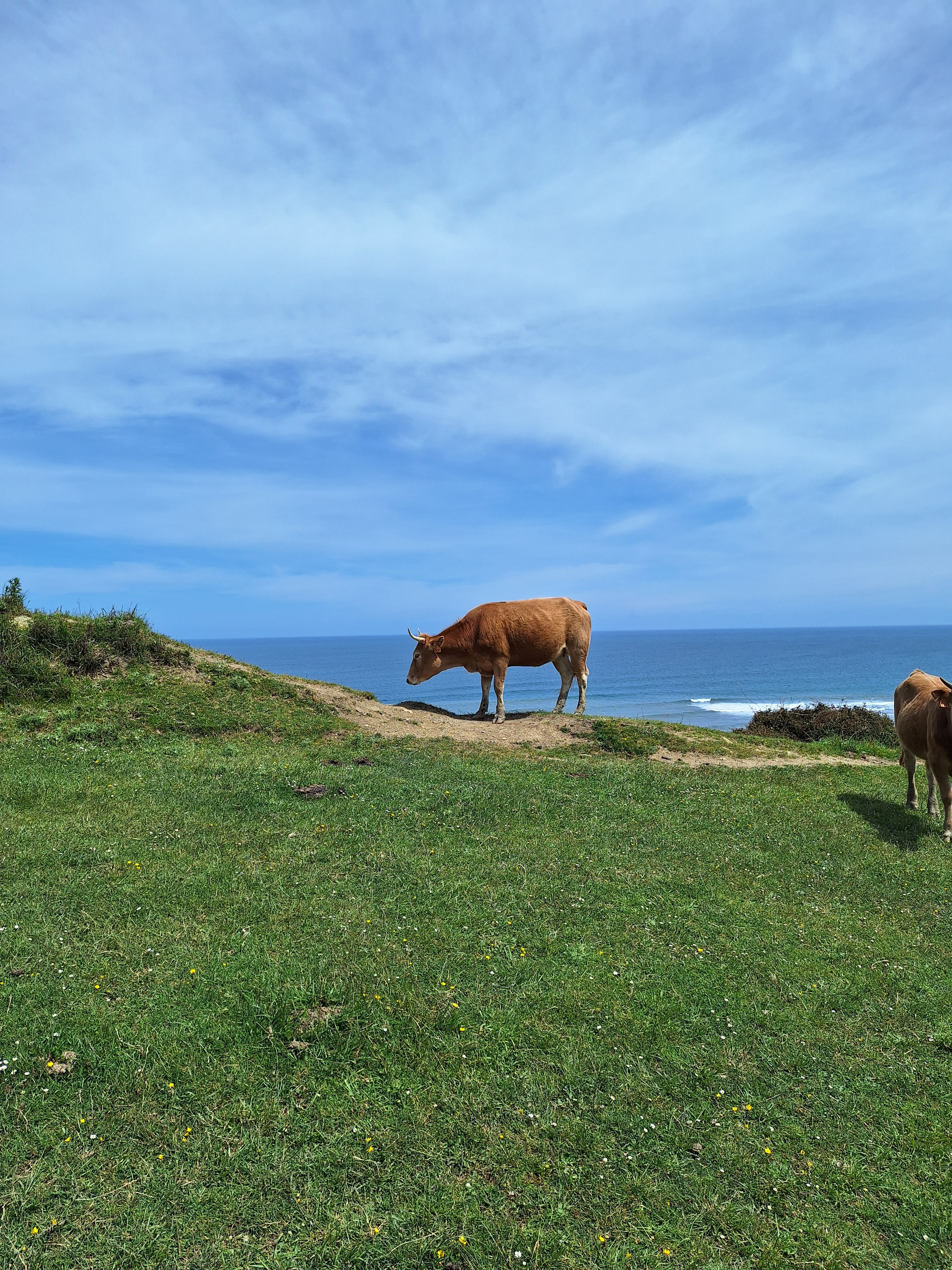 cover for Picos de Europa
