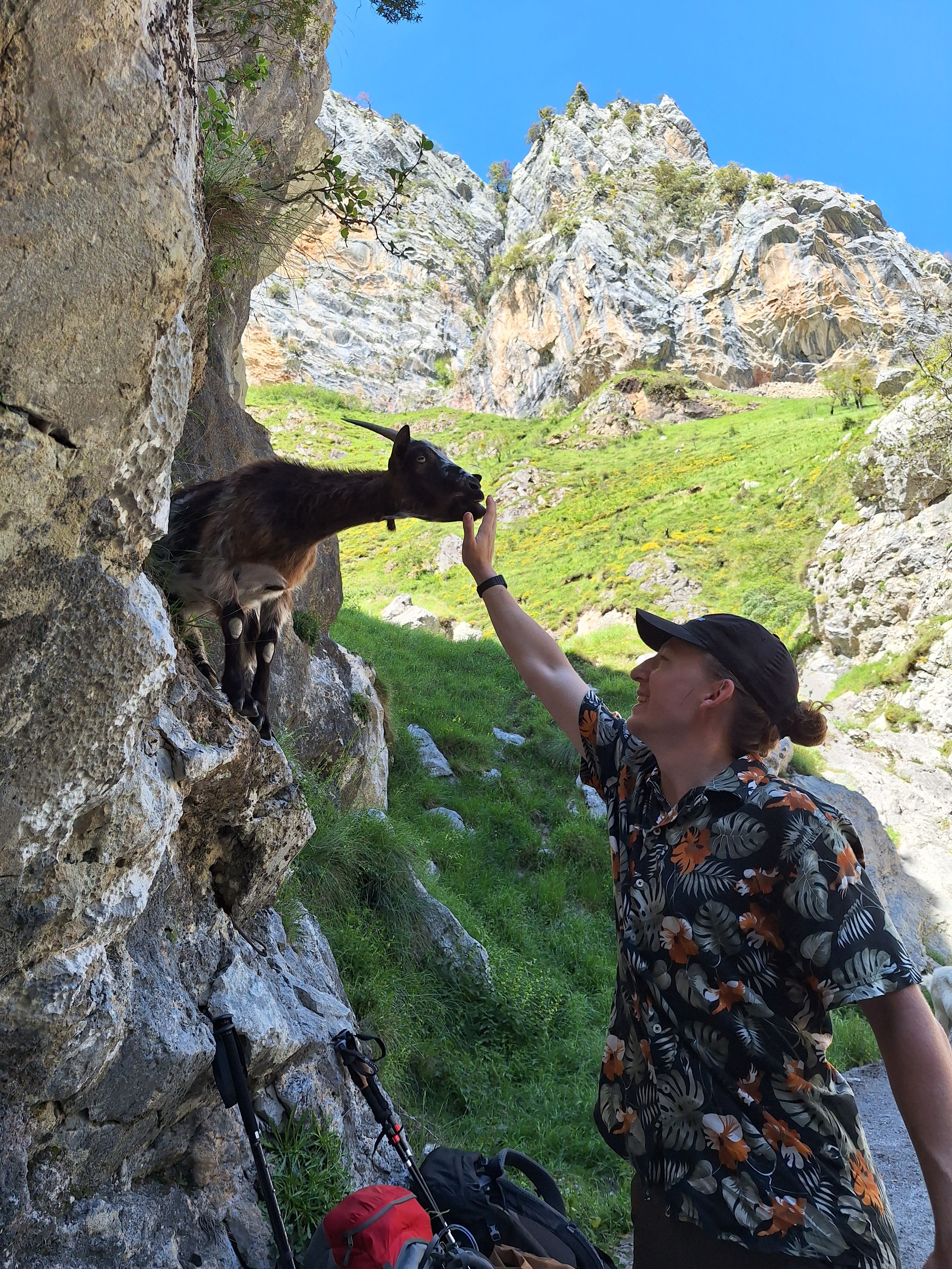 Many mountain goats that like to lick the salt from the skin