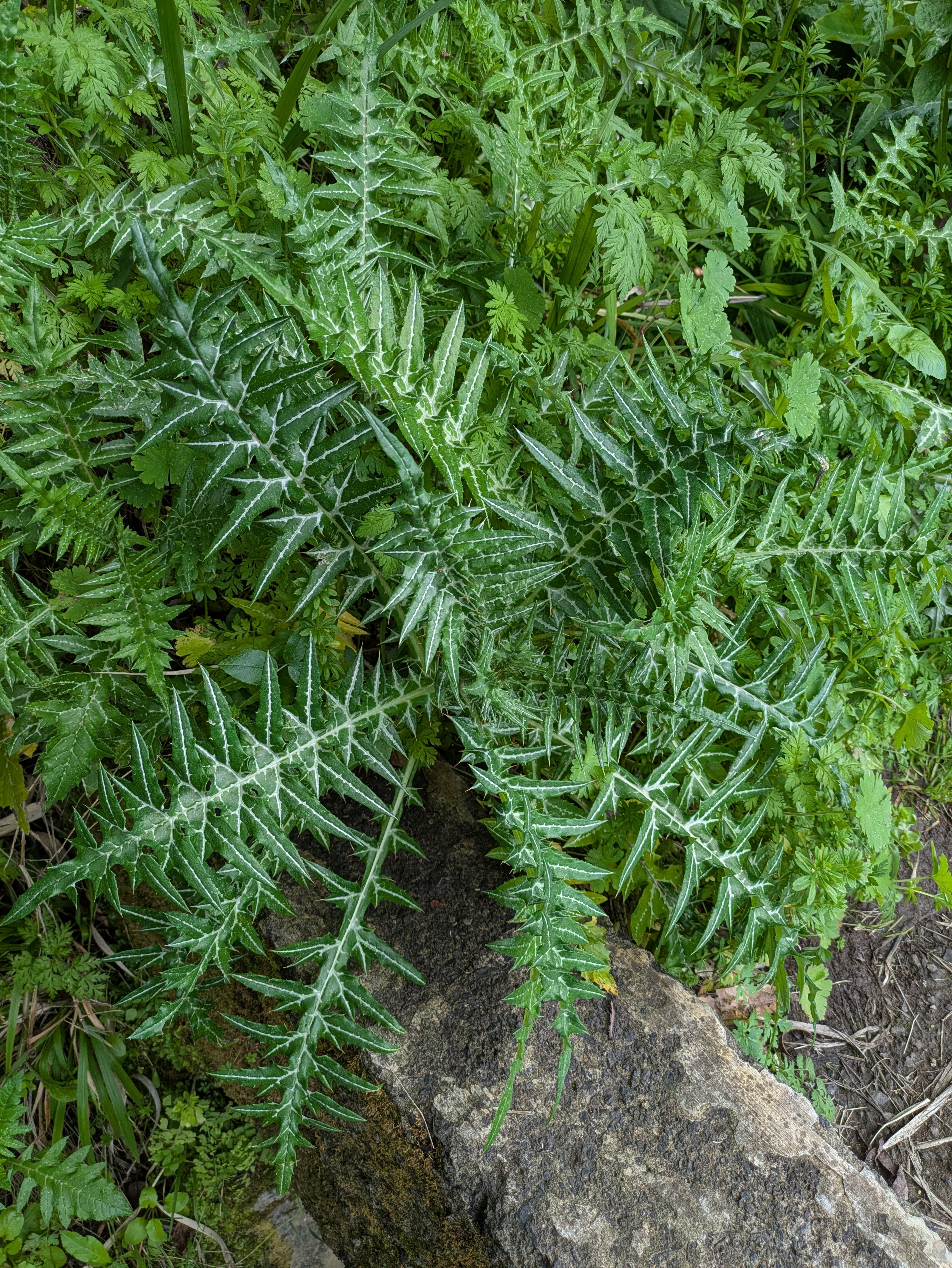 Galactites tomentosus (Milchdistel)