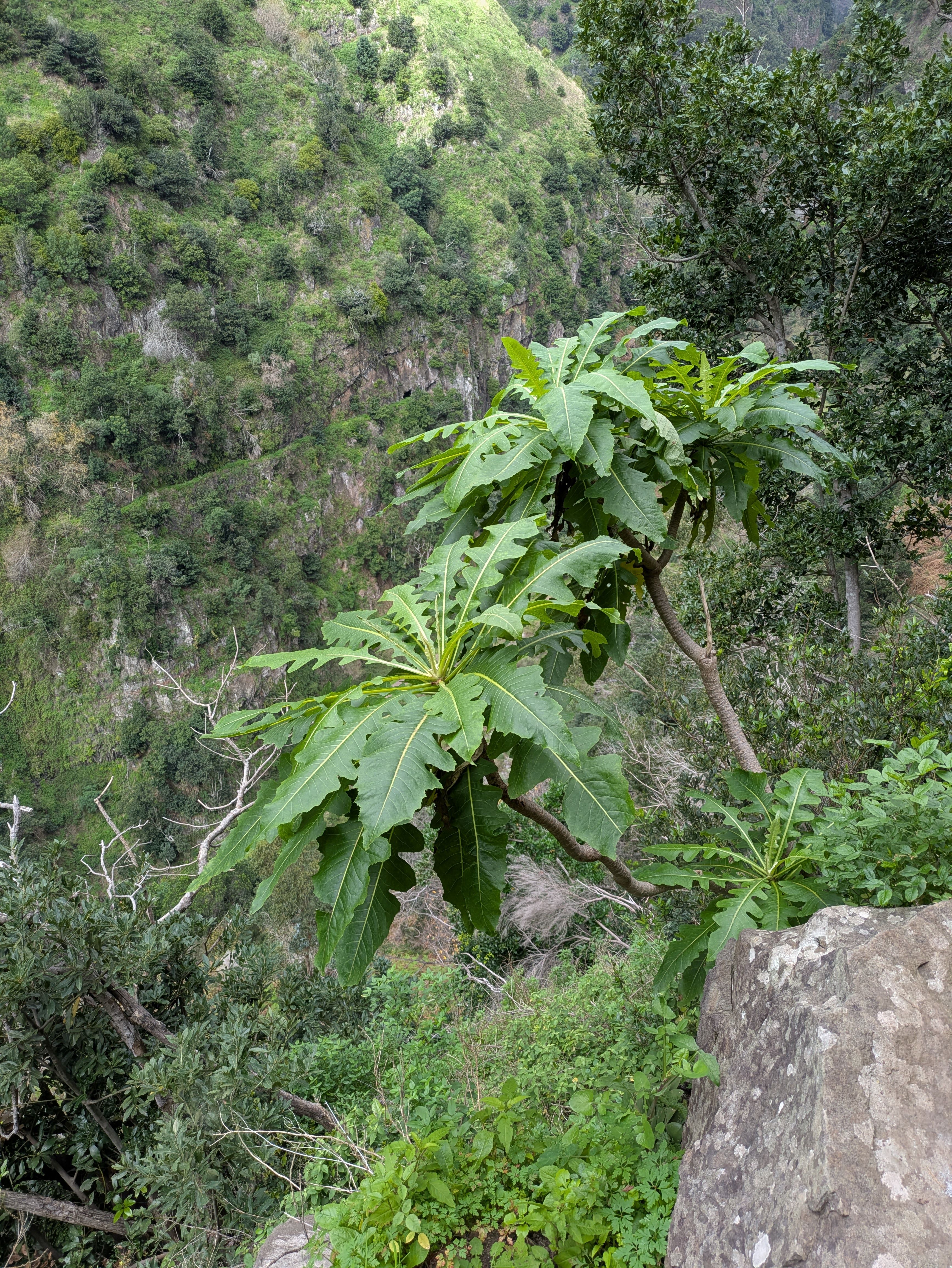 Sonchus fruticosus (Strauchartige Gänsedistel)