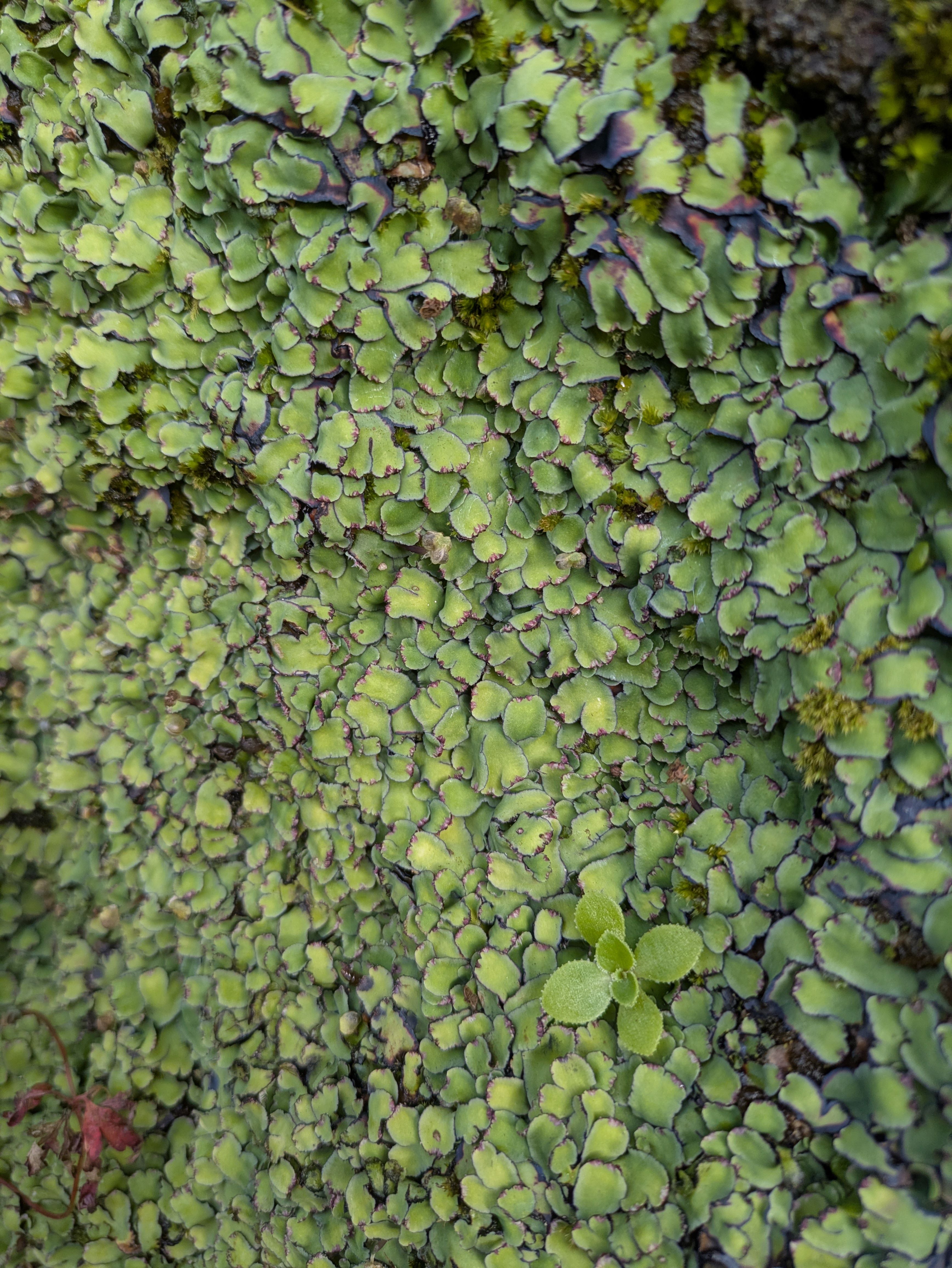 Irgendeine Sorte Liverwort evt. Targionia lorbeeria
