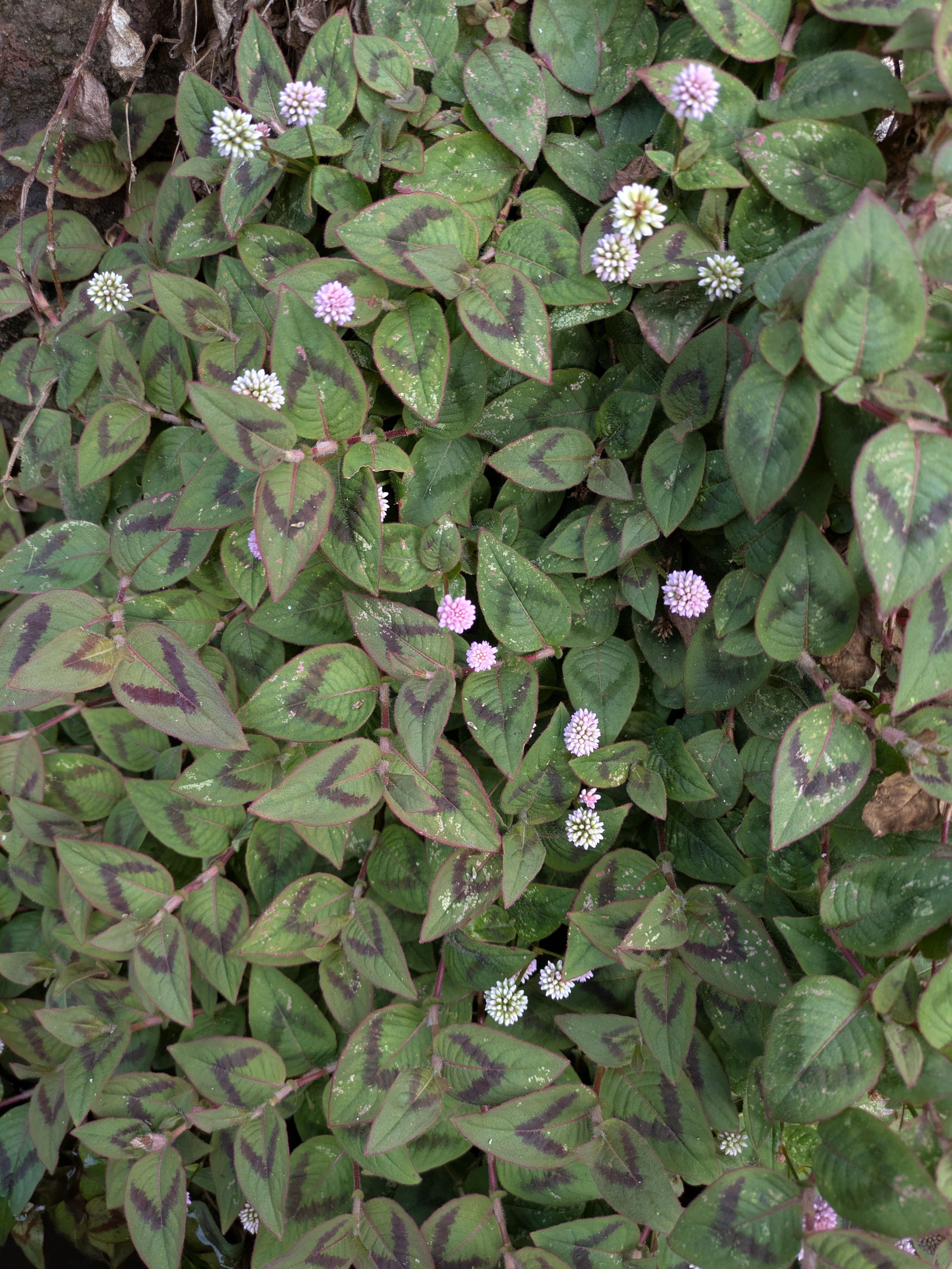 Persicaria capitata (Kopf-Knöterich)