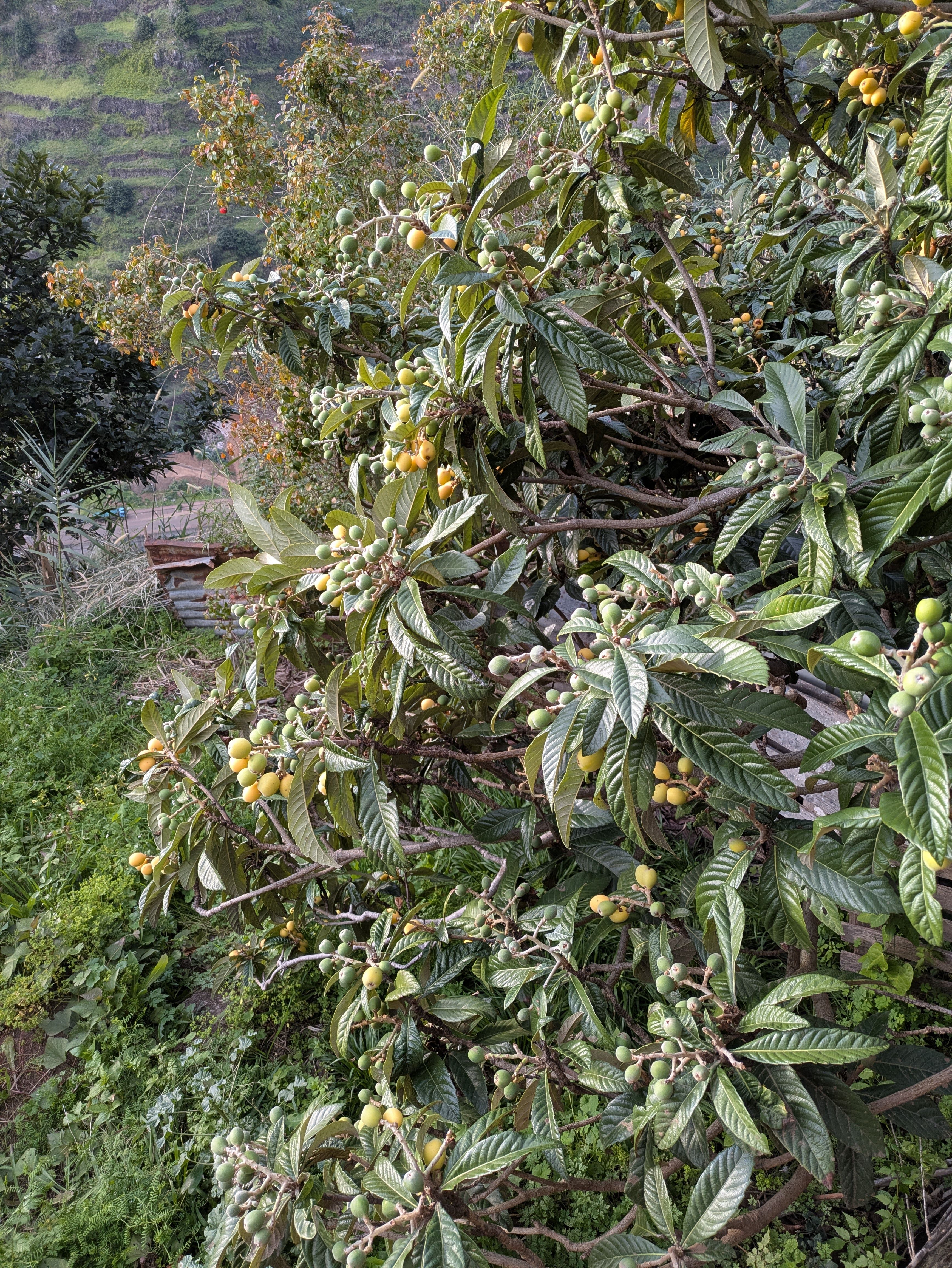 Rhaphiolepis bibas (Japanische Mispel)