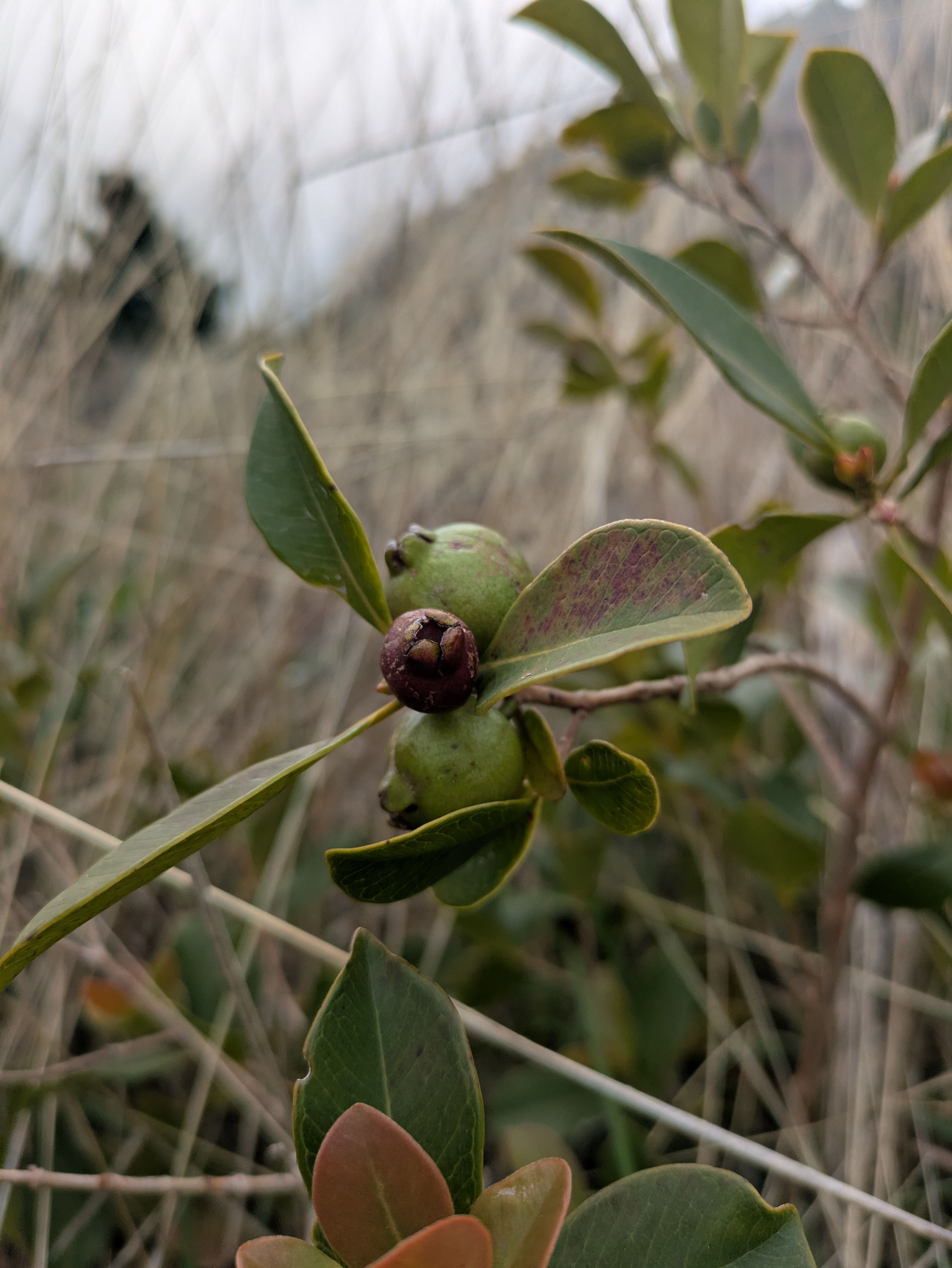 Psidium cattleyanum (Erdbeerguave)