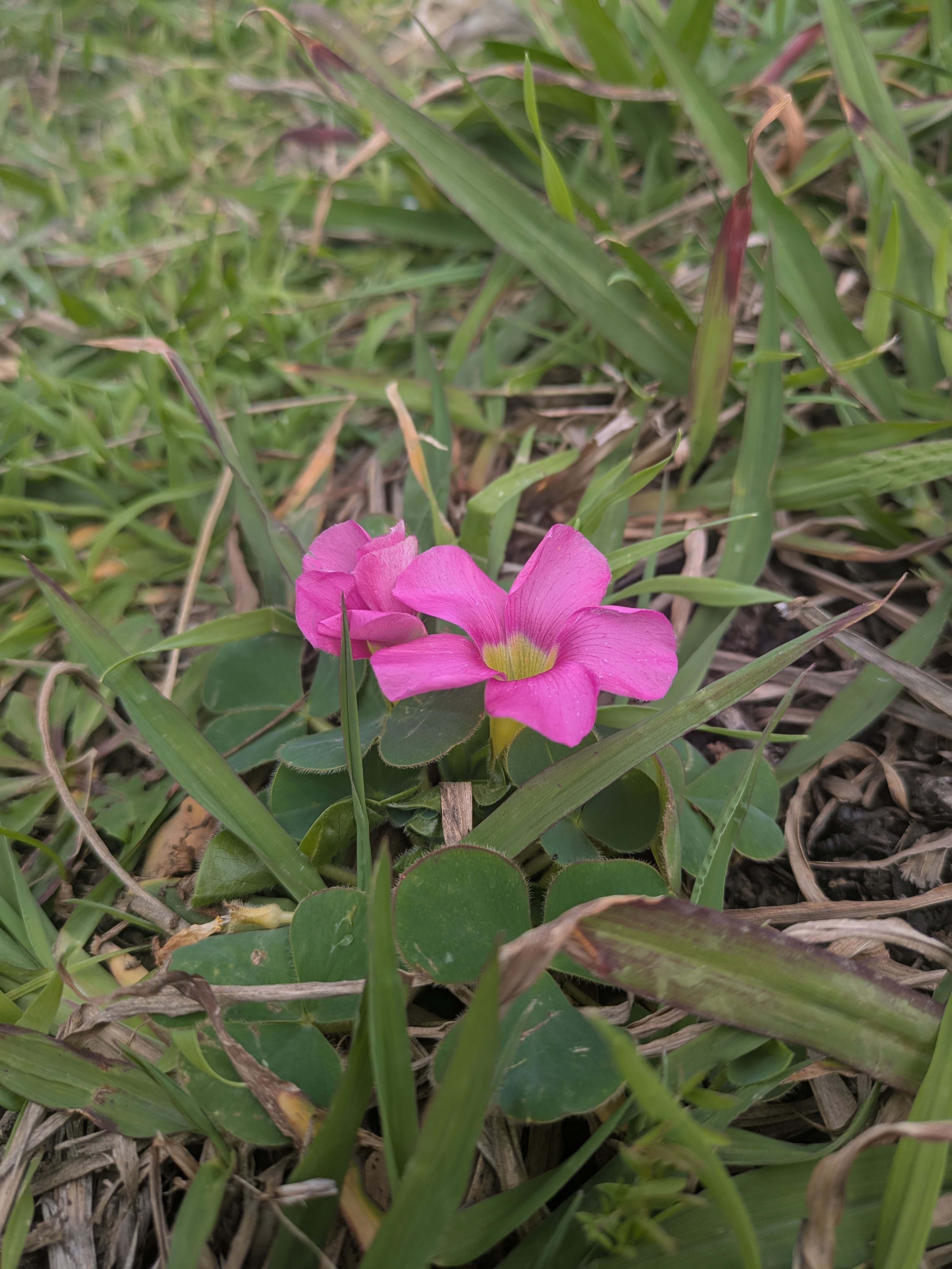 Oxalis purpurea (Herbst-Sauerklee)