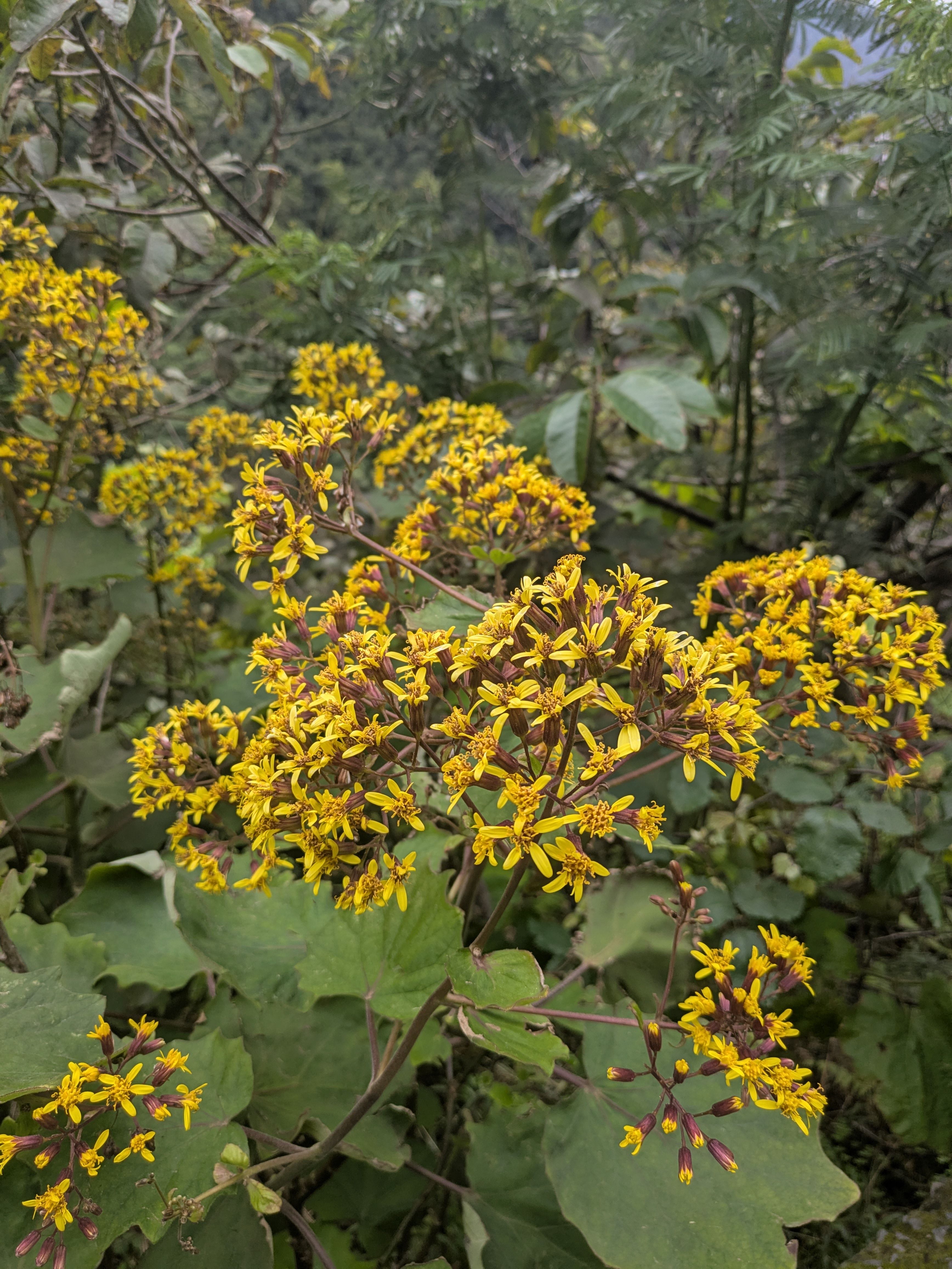 Roldana petasitis (Pestwurz-Greiskraut)