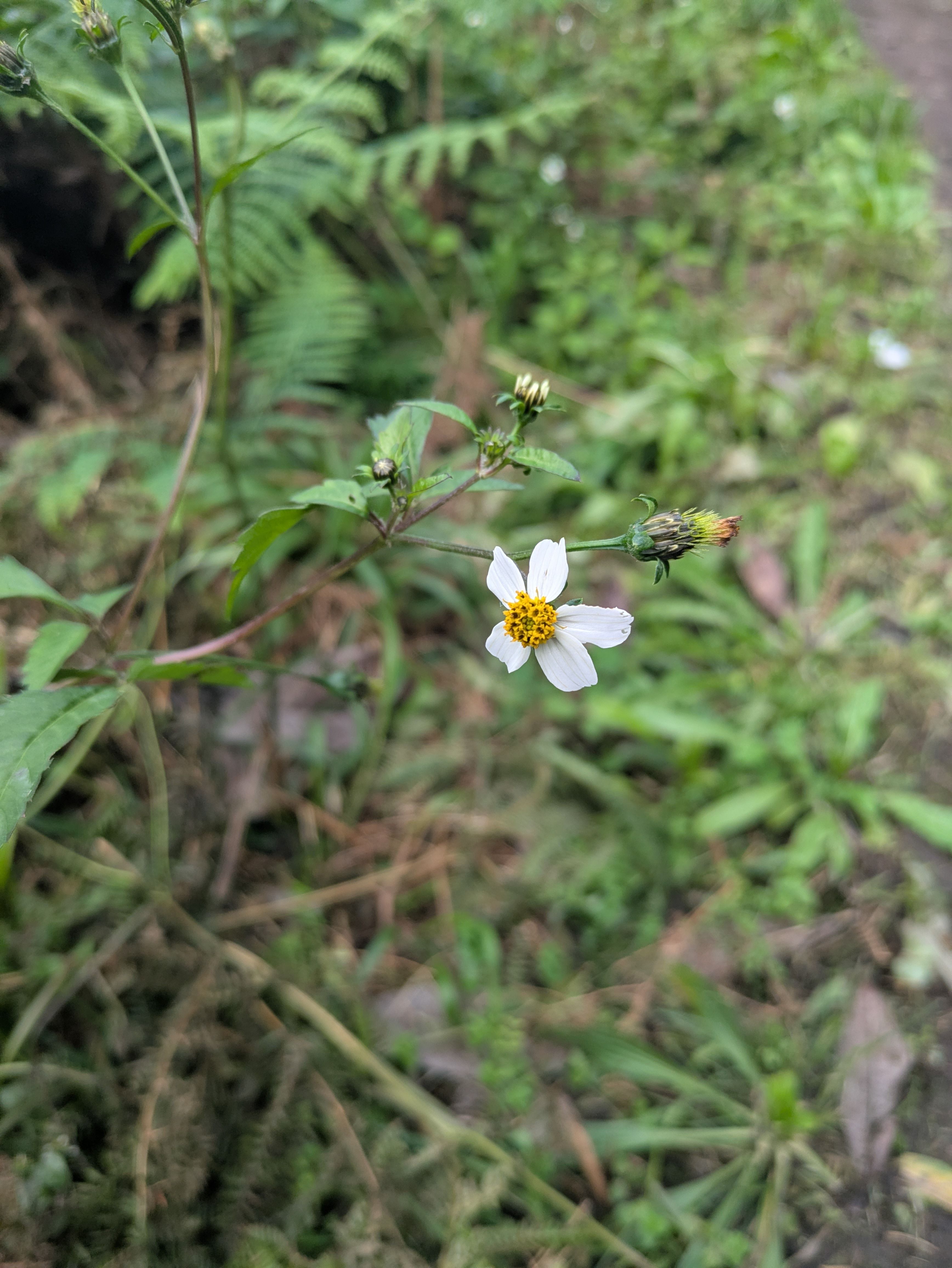 Bidens pilosa (Zweizahn)