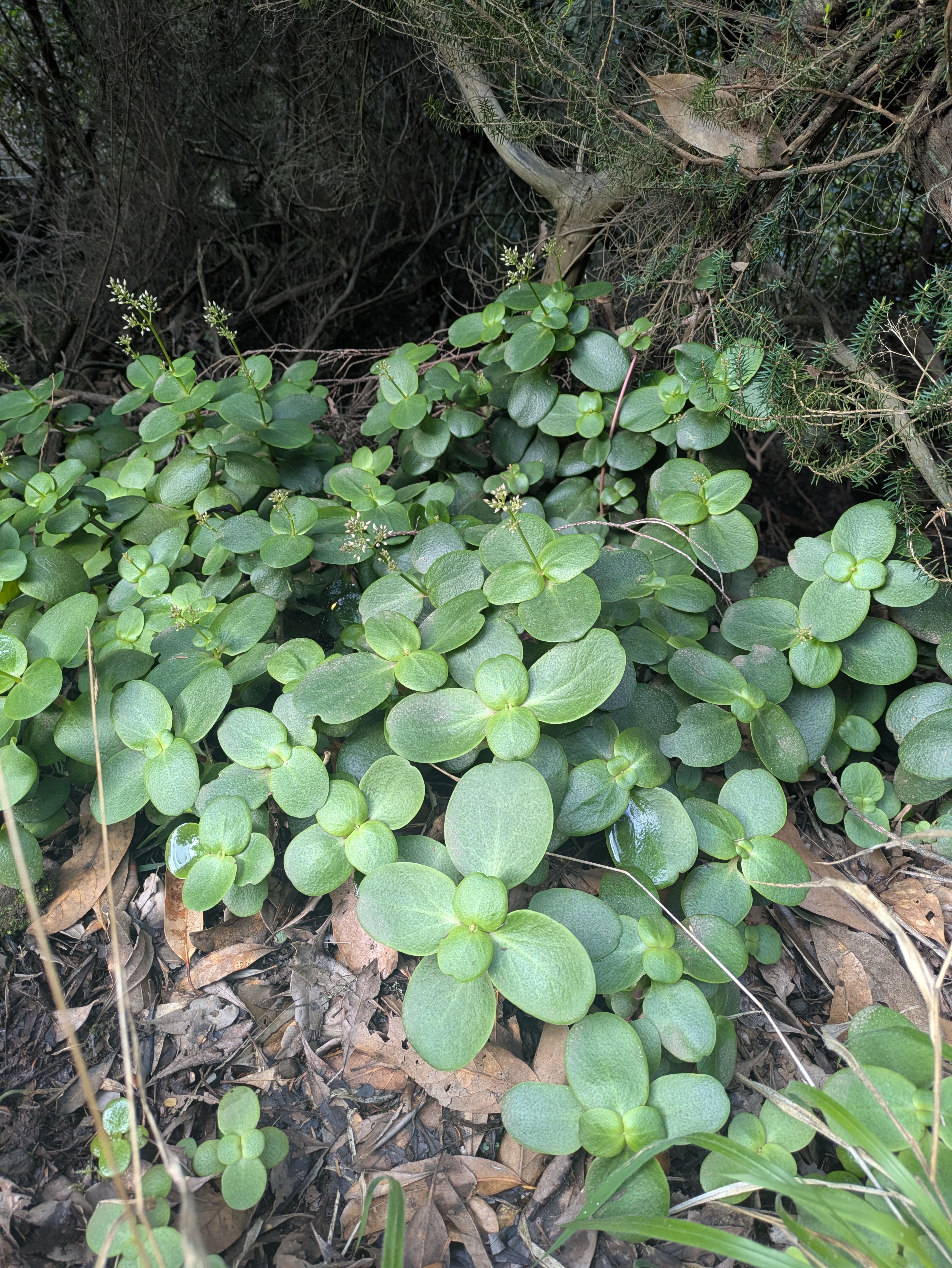 Crassula multicava  (Affenbrotbaum)