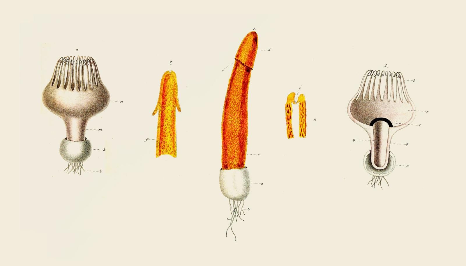 cover for On Heteropessimism â The New Inquiry