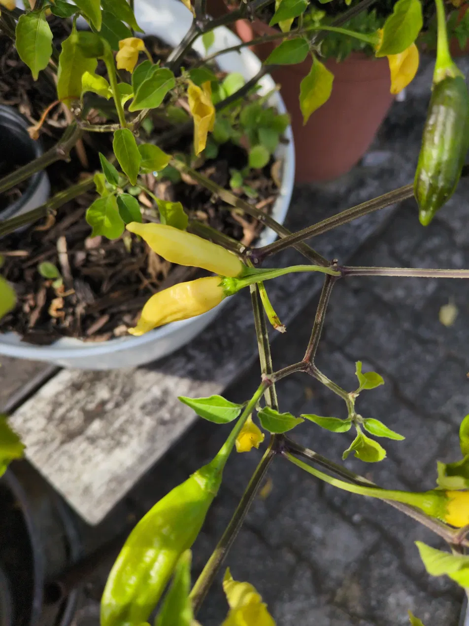 resources/recipes/images/HotSauce_Chillis.webp
